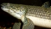 Polyptterus andlicher в аквариума: колко животи, как да се грижите, отколкото да се храните...